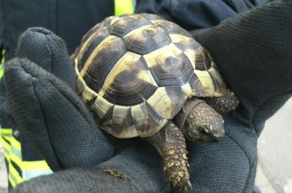 schildkröte