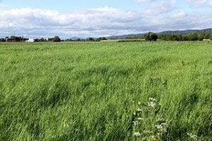 Breitwiesen_Bilder_02_klein