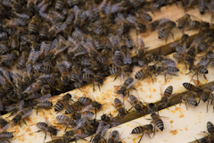Imkerverein Ladenburg Bienen_tn-3