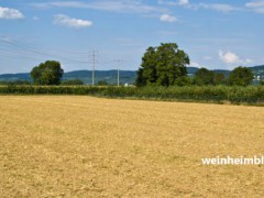 Weinheim-Breitwiesen-Feld-geerntet-20130828-002-3306